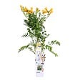 BLOOMIQUE - Campsis radicans 'Flava' - Bignone jaune - Plantes grimpantes - H. 50-70 cm - P. 15 cm - vignette