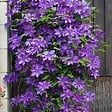 BLOOMIQUE - Clematis 'The President' - Clématite violette - Plantes grimpantes - H. 50-70 cm - P. 15 cm - vignette