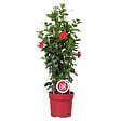 BLOOMIQUE - Mandevilla Sundaville - Jasmin du Chili - Rouge - Plantes de jardin - Hauteur 70-90 cm - Pot 19 cm - vignette