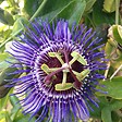 BLOOMIQUE - Lot de 2 - Passiflora 'Purple Haze' - Fleur de la passion - Violette - H. 50-70 cm - P. 15 cm - vignette