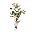 BLOOMIQUE - Campsis radicans 'Galen' - Bignone orange - Grimpante - Plante de jardin - H. 50-70 cm - P. 15 cm - vignette