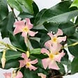 BLOOMIQUE - Lot de 2 - Trachelospermum jasminoides - Jasmin étoilé rose - H. 50-70 cm - P. 15 cm - vignette
