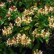 BLOOMIQUE - Lot de 2 - Lonicera henryi - Chèvrefeuille - Orange et rouge - H. 50-70 cm - P. 15 cm - vignette