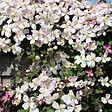BLOOMIQUE - Lot de 2 - Clematis montana 'Tetrarose' - Clématite rose - H. 50-70 cm - P. 15 cm - vignette