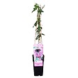 BLOOMIQUE - Passiflora 'Purple Haze' - Fleur de la passion - Violette - H. 50-70 cm - P. 15 cm - vignette