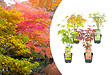 BLOOMIQUE - Lot de 4 - Acer palmatum - H. 25-40 cm - P. 10,5 cm - vignette