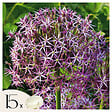 PLANT IN A BOX - Ail - Set de 15 - Allium 'Christophii' - Bulbes à fleurs - Violet - vignette
