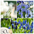 PLANT IN A BOX - Perce-neige - Set de 50 - Muscari 'Magic Mix' - Bulbes à fleurs - vignette