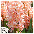 PLANT IN A BOX - Jacinthe - Set de 15 - Hyacinthus 'Gipsy Queen' - Bulbes à fleurs - Orange - vignette