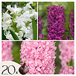 PLANT IN A BOX - Jacinthe - Set de 20 - Hyacinthus - Bulbes à fleurs - vignette