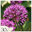 PLANT IN A BOX - Ail - Set de 30 - Allium 'Purple Sensation' - Bulbes à fleurs - Violet - vignette