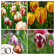 PLANT IN A BOX - Tulipe - Set de 30 - Tulipa 'Flaming Beauty Mix' - Bulbes à fleurs - vignette