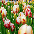 PLANT IN A BOX - Tulipe - Set de 30 - Tulipa 'Flaming Beauty Mix' - Bulbes à fleurs - vignette