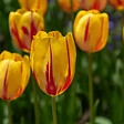 PLANT IN A BOX - Tulipe - Set de 30 - Tulipa 'Flaming Beauty Mix' - Bulbes à fleurs - vignette