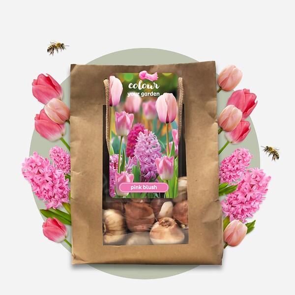 PLANT IN A BOX - Mélange de bulbes pour le jardin - Set de 25 - Tulipa, Hyacinthus - large