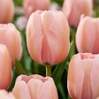 PLANT IN A BOX - Mélange de bulbes pour le jardin - Set de 25 - Tulipa, Hyacinthus - vignette