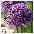 PLANT IN A BOX - Ail - Set de 16 - Allium 'Gladiator' - Bulbes à fleurs - Violet - vignette
