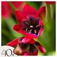 PLANT IN A BOX - Tulipe - Set de 40 - Tulipa 'Little Beauty' - Bulbes à fleurs - Rouge - vignette