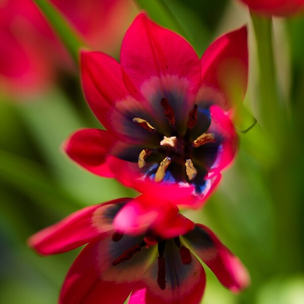 PLANT IN A BOX - Tulipe - Set de 40 - Tulipa 'Little Beauty' - Bulbes à fleurs - Rouge - large