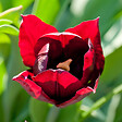 PLANT IN A BOX - Tulipe - Set de 40 - Tulipa 'Little Beauty' - Bulbes à fleurs - Rouge - vignette