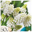 PLANT IN A BOX - Perce-neige - Set de 50 - Muscari 'White Magic' - Bulbes à fleurs - Blanc - vignette