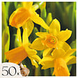 PLANT IN A BOX - Narcisse - Set de 50 - Narcissus 'Tête-à-Tête' - Bulbes à fleurs - Jaune - vignette