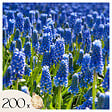 PLANT IN A BOX - Muscari d'Arménie - Set de 200 - Muscari armeniacum - Bulbes à fleurs - Bleu - vignette