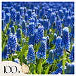 PLANT IN A BOX - Muscari d'Arménie - Set de 100 - Muscari armeniacum - Bulbes à fleurs - Bleu - vignette