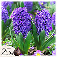 PLANT IN A BOX - Jacinthe - Set de 25 - Hyacinthus 'Blue Trophy' - Bulbes à fleurs - Bleu - vignette
