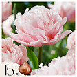 PLANT IN A BOX - Tulipe - Set de 15 - Tulipa 'Dreamer' - Bulbes à fleurs - Rose - vignette
