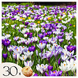 PLANT IN A BOX - Fleur printanière - Set de 30 - Crocus 'Large Flowering Mix' - Bulbes à fleurs - vignette
