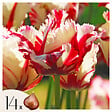 PLANT IN A BOX - Tulipe - Set de 14 - Tulipa 'Estella Rijnveld' - Bulbes à fleurs - Rouge - vignette