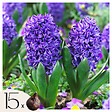 PLANT IN A BOX - Jacinthe - Set de 15 - Hyacinthus 'Blue Trophy' - Bulbes à fleurs - Bleu - vignette