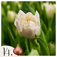 PLANT IN A BOX - Tulipe - Set de 14 - Tulipa 'Northcap' - Bulbes à fleurs - Jaune - vignette