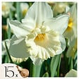 PLANT IN A BOX - Narcisse - Set de 15 - Narcissus 'Mount Hood' - Bulbes à fleurs - Jaune - vignette
