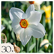 PLANT IN A BOX - Narcisse - Set de 30 - Narcissus 'Recurvus' - Bulbes à fleurs - Blanc - vignette
