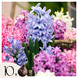 PLANT IN A BOX - Jacinthe - Set de 10 - Hyacinthus - Bulbes à fleurs - vignette