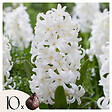 PLANT IN A BOX - Jacinthe - Set de 10 - Hyacinthus 'Carnegie' - Bulbes à fleurs - Blanc - vignette