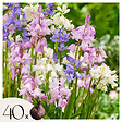 PLANT IN A BOX - Jacinthe - Set de 40 - Hyacinthoides Hispanica - Bulbes à fleurs - vignette