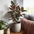 PLANT IN A BOX - Caoutchouc - Ficus Elastica 'Belize' - Hauteur 75-100cm - ⌀24cm - vignette