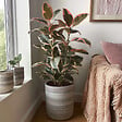 PLANT IN A BOX - Caoutchouc - Ficus Elastica 'Belize' - Hauteur 75-100cm - ⌀24cm - vignette