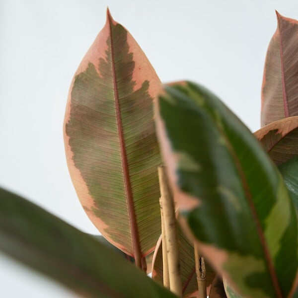 PLANT IN A BOX - Caoutchouc - Ficus Elastica 'Belize' - Hauteur 75-100cm - ⌀24cm - large