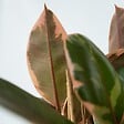 PLANT IN A BOX - Caoutchouc - Ficus Elastica 'Belize' - Hauteur 75-100cm - ⌀24cm - vignette