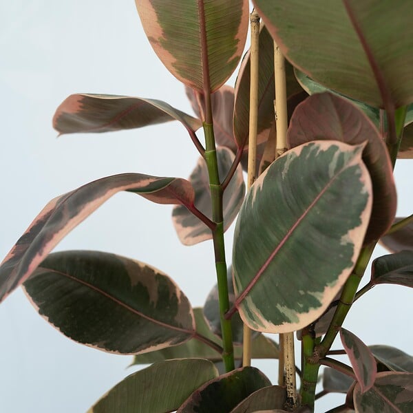 PLANT IN A BOX - Caoutchouc - Ficus Elastica 'Belize' - Hauteur 75-100cm - ⌀24cm - large