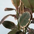 PLANT IN A BOX - Caoutchouc - Ficus Elastica 'Belize' - Hauteur 75-100cm - ⌀24cm - vignette