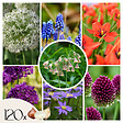 PLANT IN A BOX - Mélange de bulbes pour abeilles et papil - Set de 120 - Bulbes à fleurs - vignette