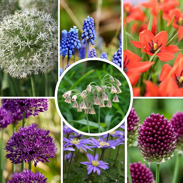 PLANT IN A BOX - Mélange de bulbes pour abeilles et papil - Set de 120 - Bulbes à fleurs - large