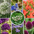 PLANT IN A BOX - Mélange de bulbes pour abeilles et papil - Set de 120 - Bulbes à fleurs - vignette