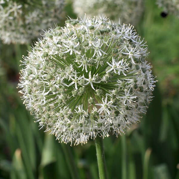 PLANT IN A BOX - Mélange de bulbes pour abeilles et papil - Set de 120 - Bulbes à fleurs - large