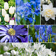 PLANT IN A BOX - Mélange de bulbes pour le jardin - Set de 125 - Bulbes à fleurs - vignette